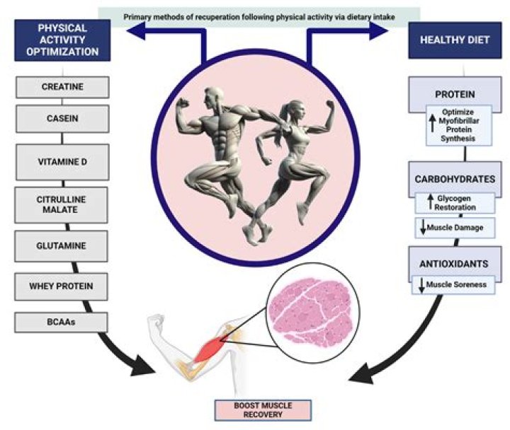 How does protein affect sports performance?