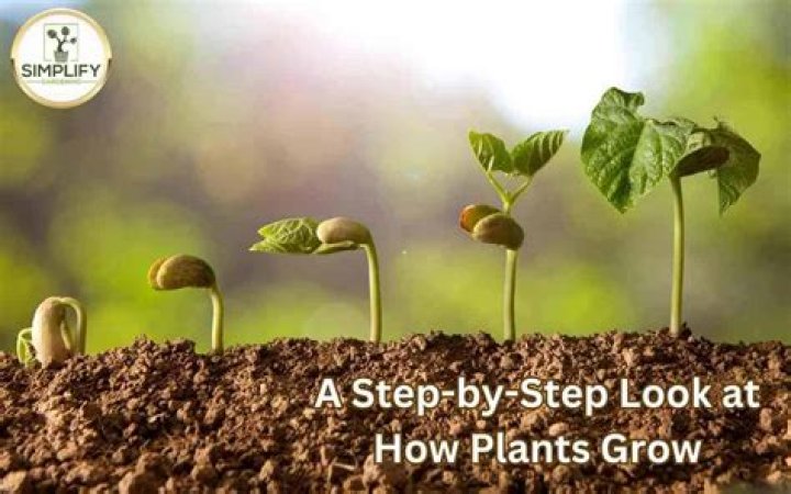 How does protein help plants grow?
