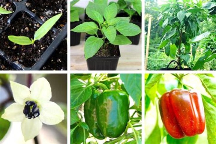 How far apart do you plant bell pepper plants?