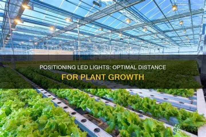 How far away should LED lights be from plants?
