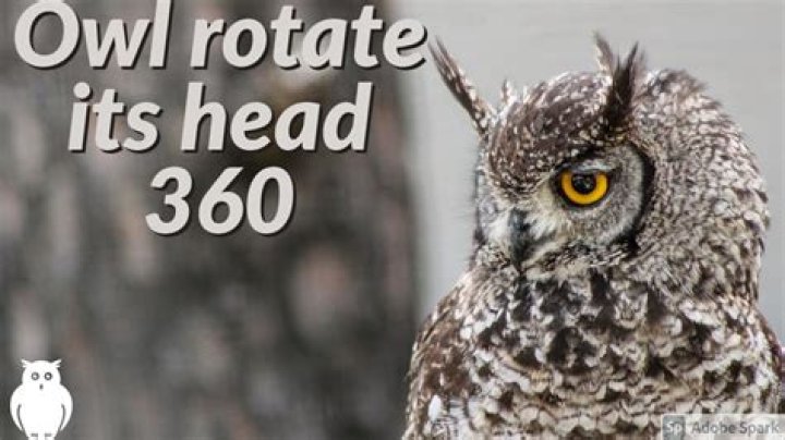 How far can Owls rotate their head?