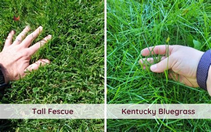 How good is Kentucky bluegrass?