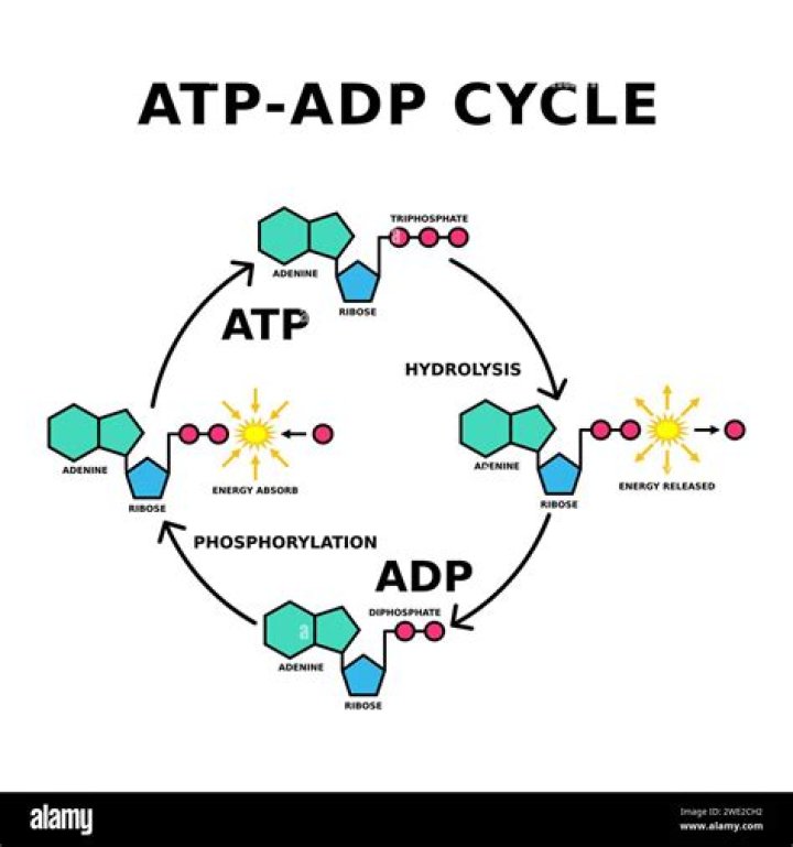 How is phosphocreatine regenerated? | ContextResponse.com