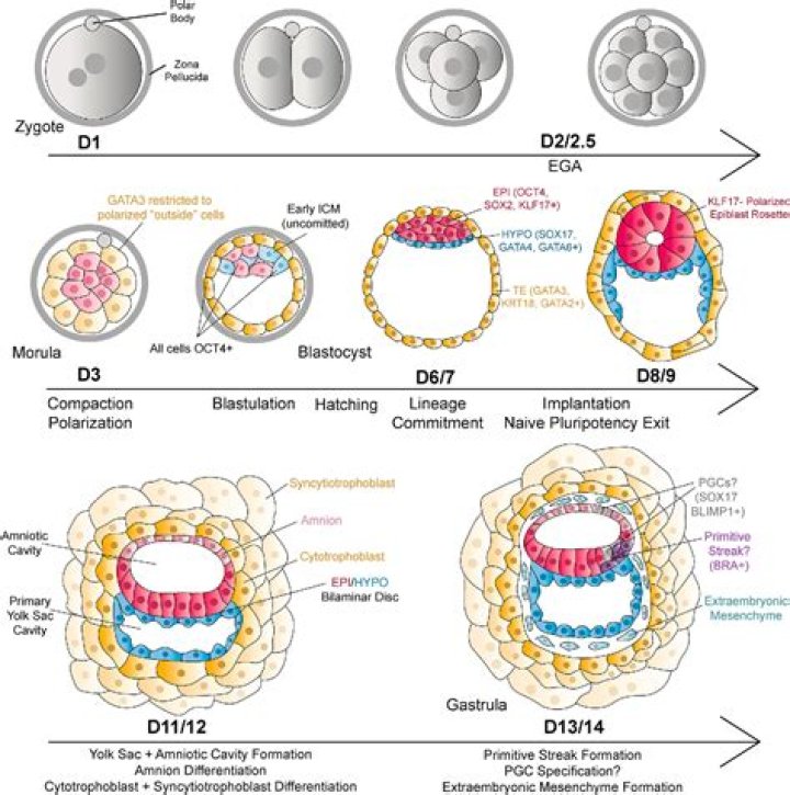 How is the embryonic disc formed?