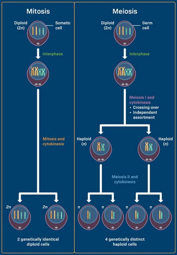 How is the meiosis different from mitosis?