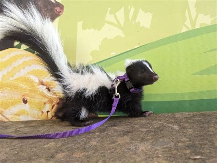 How long does it take for a skunk to starve to death?