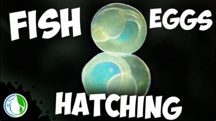 How long does it take for Tetra fish eggs to hatch?