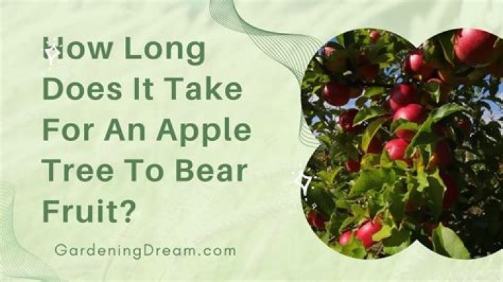How long does it take plantain to bear fruit?