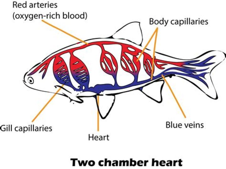 How many chambers does a fish have in their heart?
