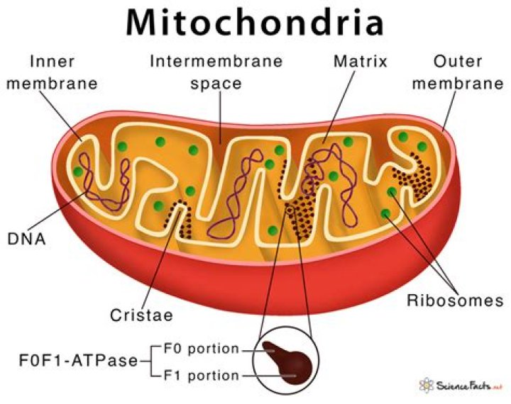 How many mitochondria does a animal cell have?