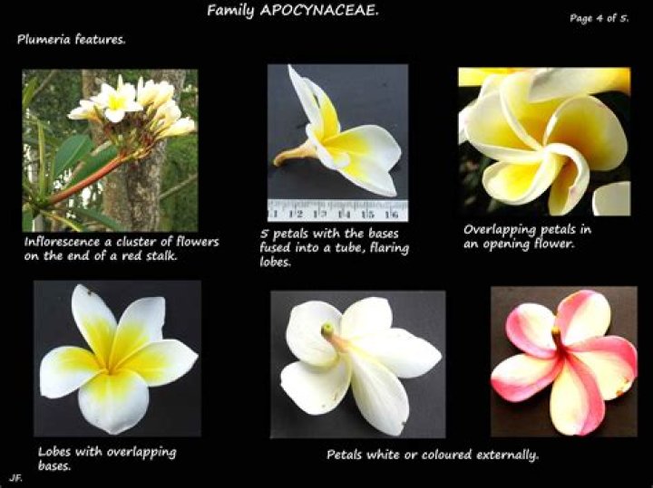 How many petals does a plumeria have?