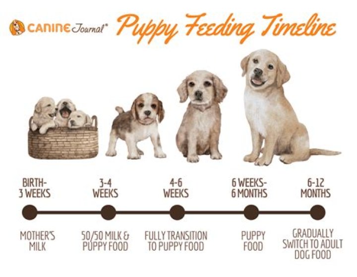 How much do you feed a 6 month old puppy?