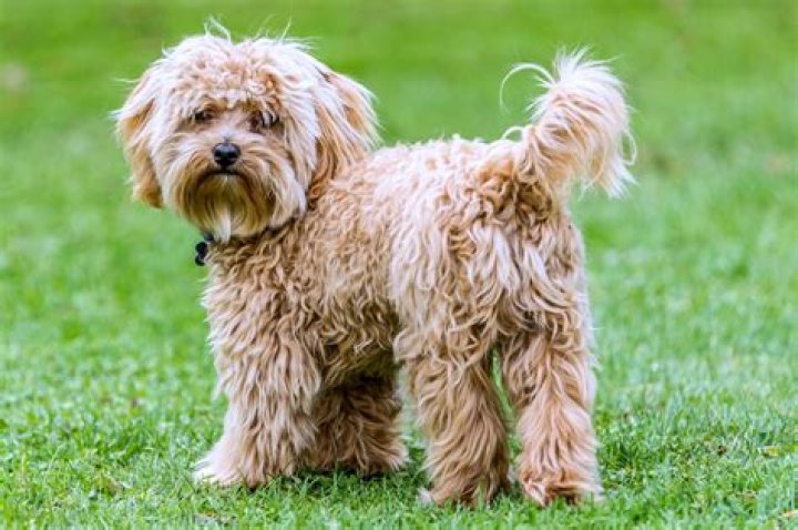 How much is a Cavapoo?