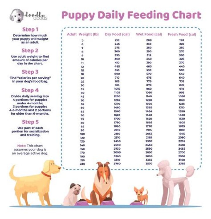 How much should I feed a Labradoodle puppy?