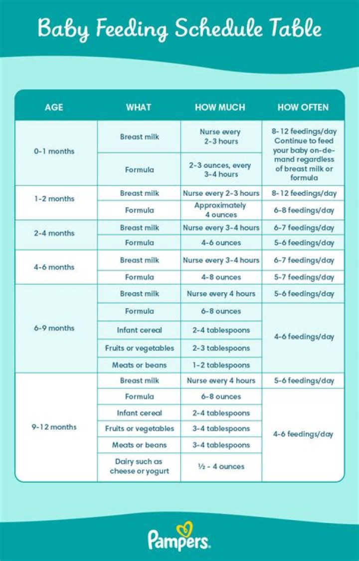 How much should you feed a pigeon?