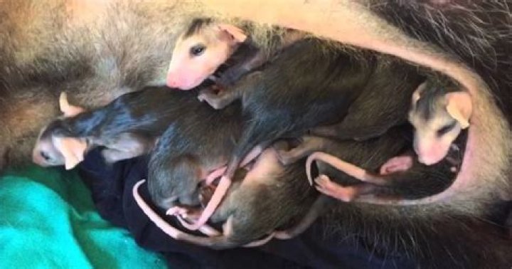 How often do possums give birth?