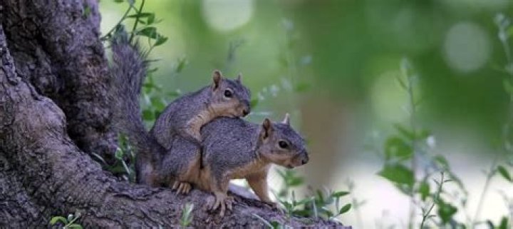 How often do squirrels mate?