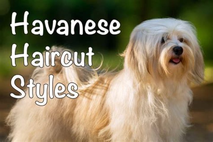 How often do you groom a Havanese?