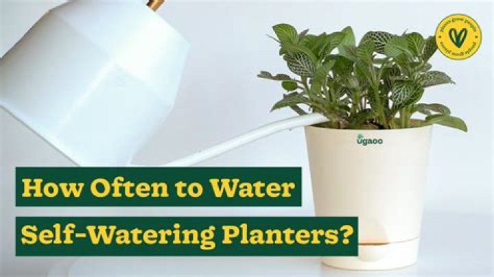 How often should I water my ficus Lyrata?