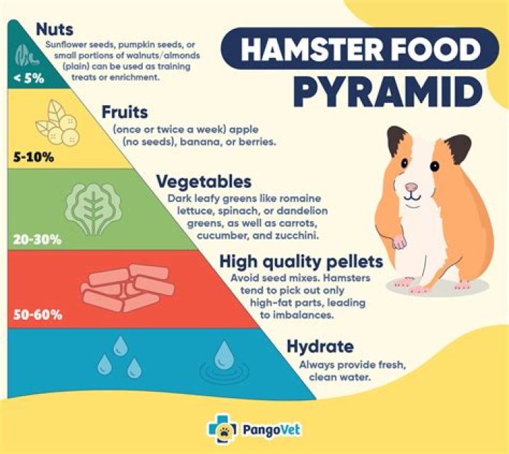 How often should you feed hamsters?