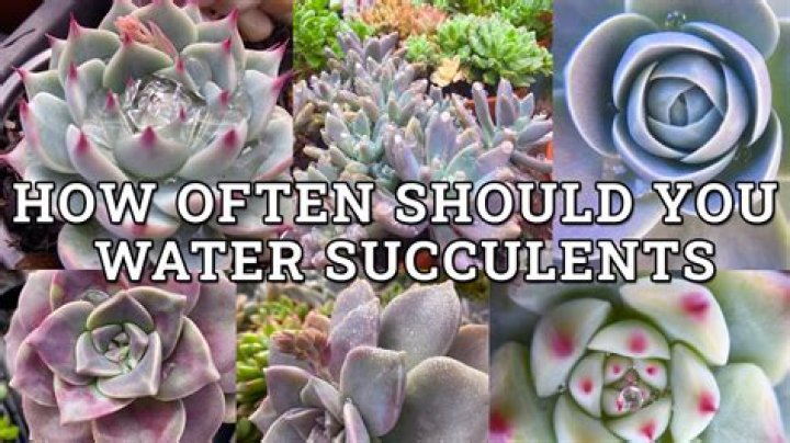 How often should you water a succulent terrarium?