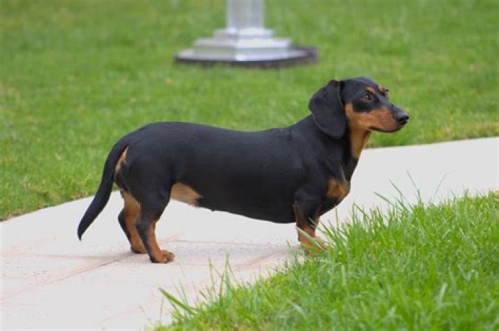 How old can a wiener dog live?