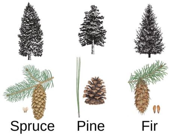 How tall are pine trees in Georgia?