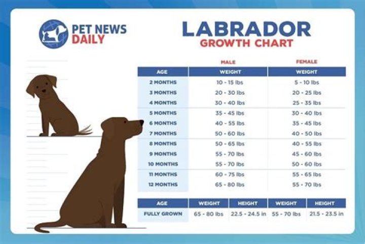 Is 12 old for a Labrador?