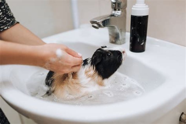 Is it safe to give a guinea pig a bath?