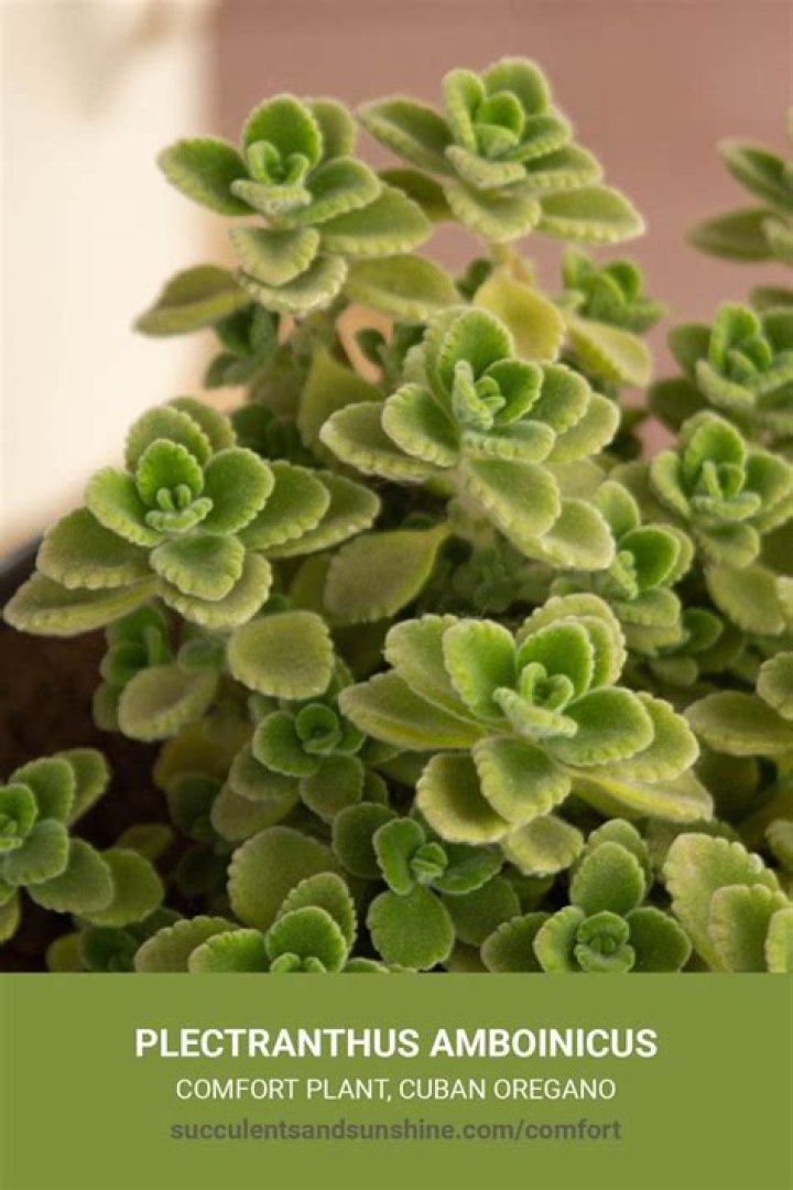 Is Plectranthus edible? | ContextResponse.com