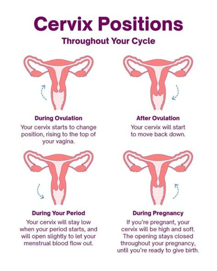 Is your cervix soft before period?