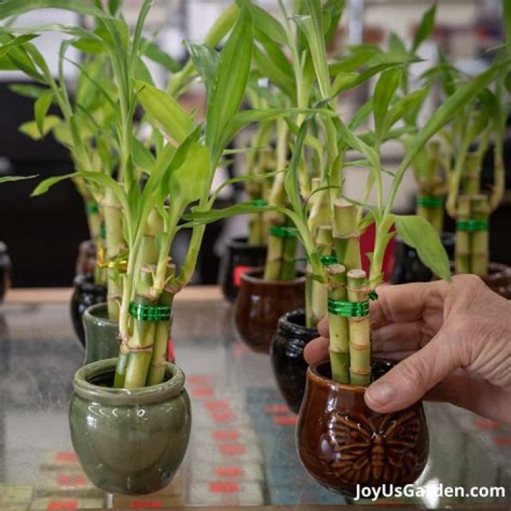 Should I plant my lucky bamboo in soil?