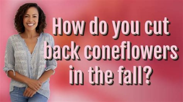 Should you cut back coneflowers in the fall?