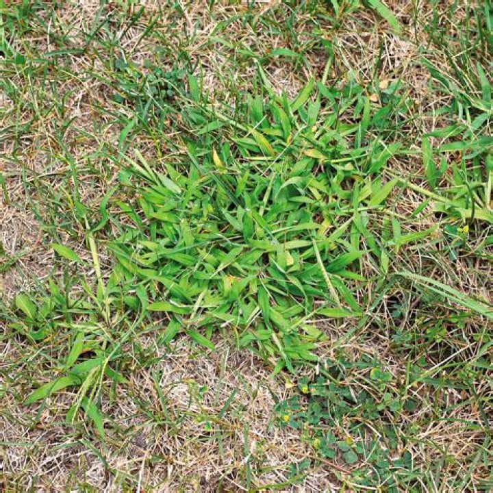 Should you remove crabgrass?