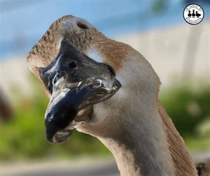 What's a duck's bill? | ContextResponse.com