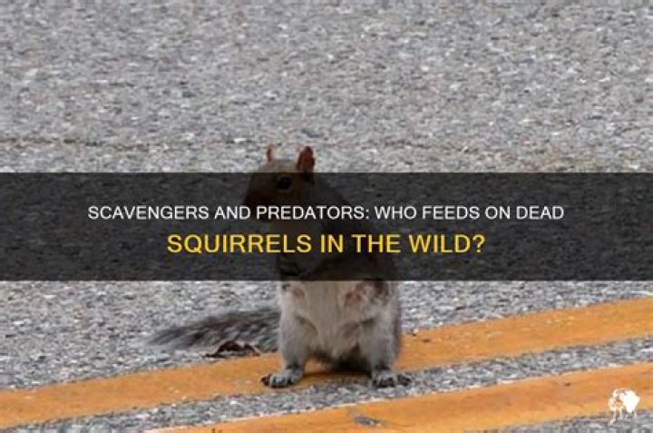 What animal would eat a dead squirrel?