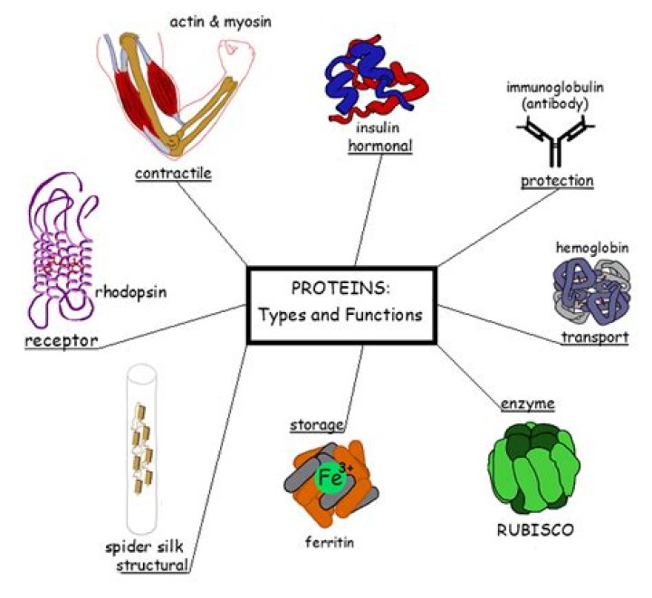 What are functions of proteins?
