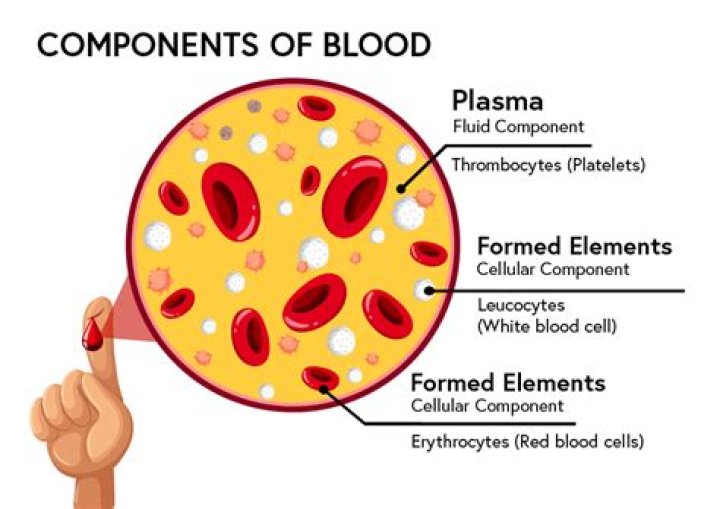What are the four components of bone?