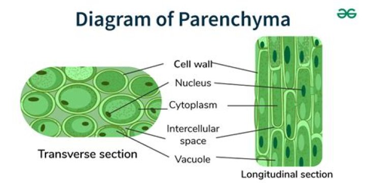 What are the major modification of parenchyma?