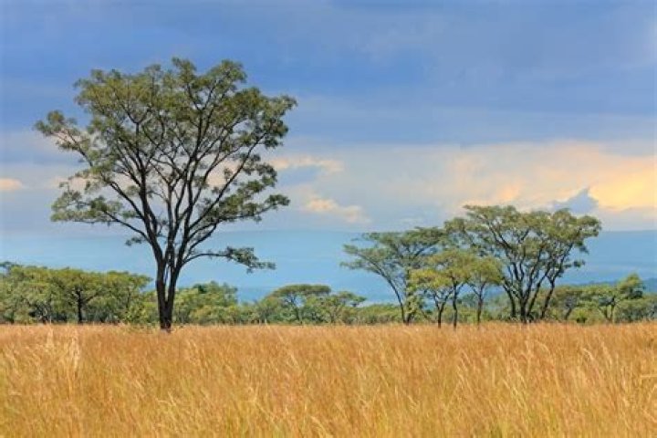 What biome has grasses and scattered trees?