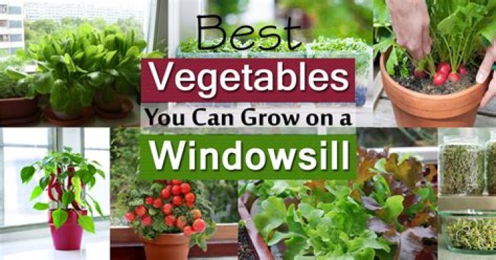What can I grow on my window sill?