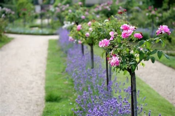 What can I plant between roses?