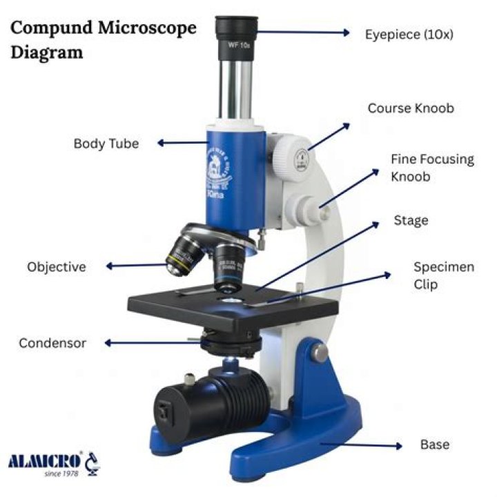 What common parts are found in both the compound microscope?
