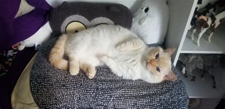 What do Munchkin cats eat?