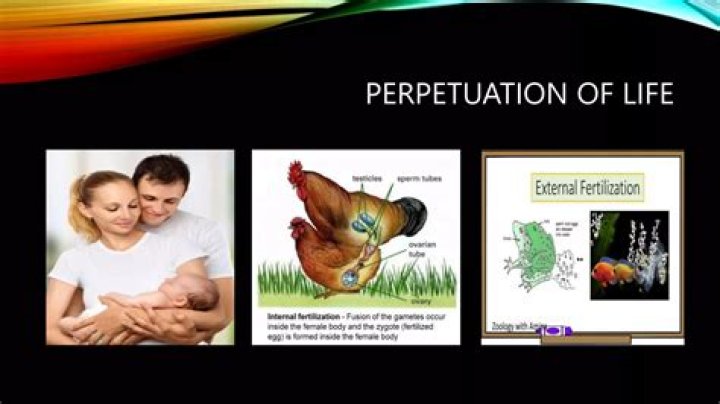 What do you mean by perpetuation of life cite some examples?