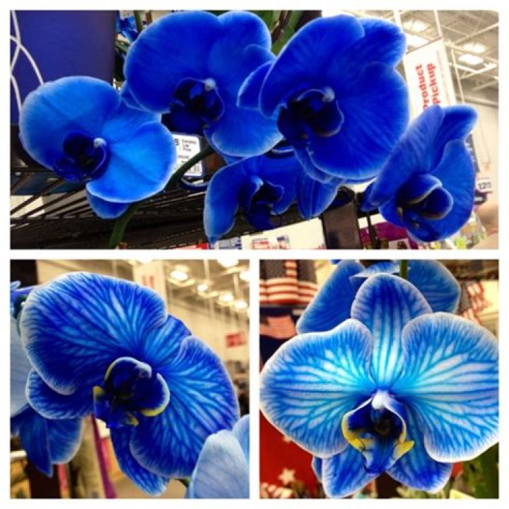 What does a Blue Orchid mean?