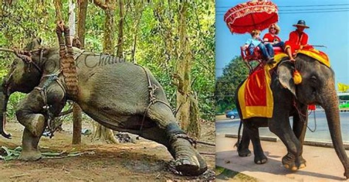 What does it mean if you love elephants?