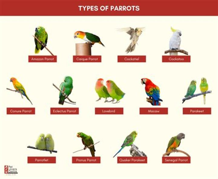 What does it mean when your conure rubs his beak on you?
