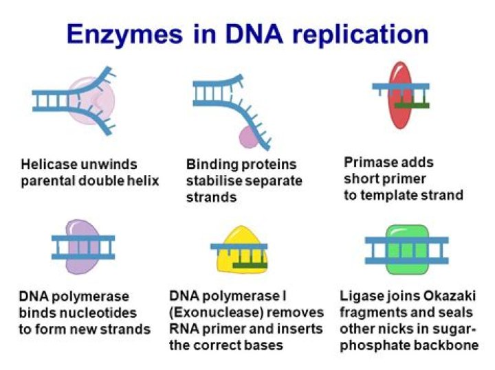 What enzyme is responsible for a copy of RNA made from DNA?