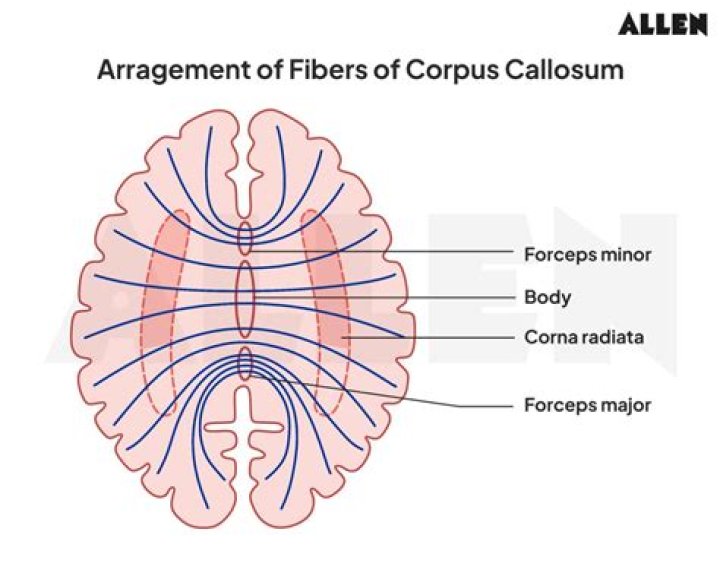What fibers make up the corpus callosum?
